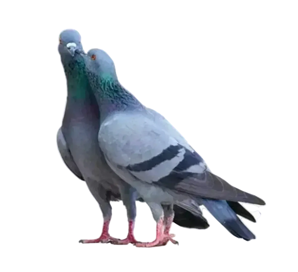 Pigeon Liplock Sticker