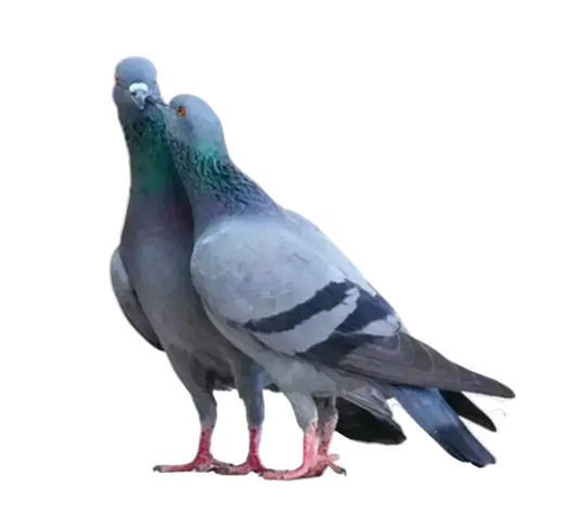 Pigeon Liplock Sticker